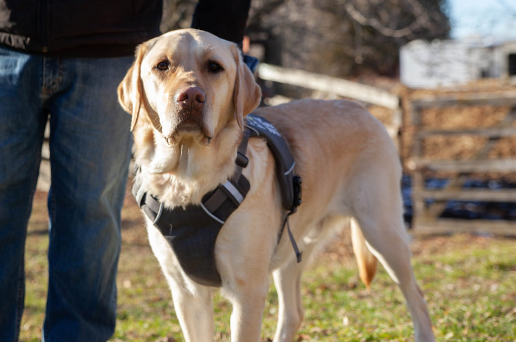 CNIB Guide Dogs – Urgently needed: CNIB Guide Dogs supporters